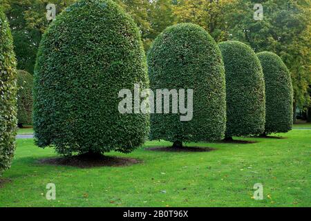 Arbres de charme, Carpinus betulus. Taillé en forme de ruche. Hornbeam Européen Banque D'Images