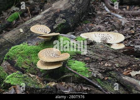 Cerioporus squamosus ( syn. Polyporus squamosus), est un champignon de la parenthèse basidiomycète, avec des noms communs incluant la selle de dryad et les um de dos de faisan Banque D'Images