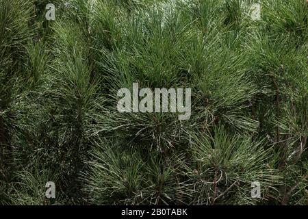 Gros plan des branches de pins (Pinus). Image d'arrière-plan de texture. Banque D'Images