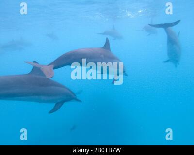 Troupeau de dauphins jouant dans l'eau bleue près de l'île de Mafushi, aux Maldives Banque D'Images