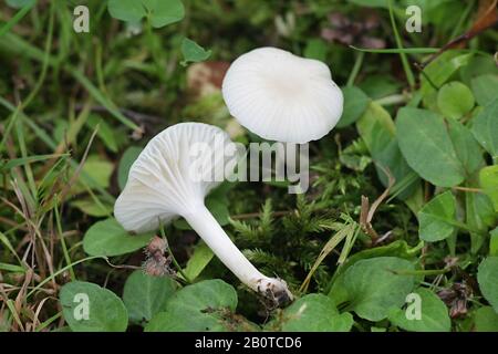 Cuphophyllus virgineus, connu comme le harfang waxcap, de champignons sauvages Finlands Banque D'Images