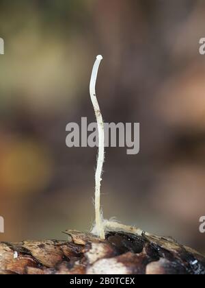 Pousses d'automne de Strombilurus esculentus, connu sous le nom de chapeau de spucecone, champignons sauvages de Finlande Banque D'Images