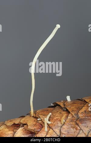 Pousses d'automne de Strombilurus esculentus, connu sous le nom de chapeau de spucecone, champignons sauvages de Finlande Banque D'Images