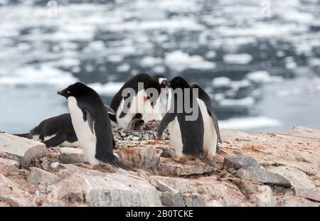 Adelie Penguins nichant sur l'île Peterman près du canal Lemaire, Graham Land, Antarctique. Banque D'Images