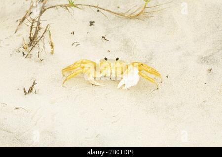 Caranguejo maria-farinha (Ocypode quadrata), Crab, Canavieiras, Bahia, Brésil Banque D'Images