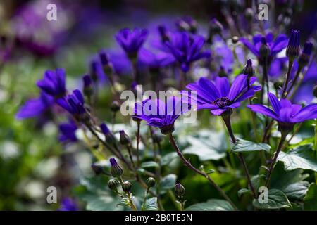 Violet Pericallis Senetti fleurs closeup en fleur Banque D'Images
