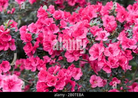 azalea rouge, concept de jardinage, brousse d'azalea fleuri, fond pour une carte. Fleurs de printemps. Banque D'Images