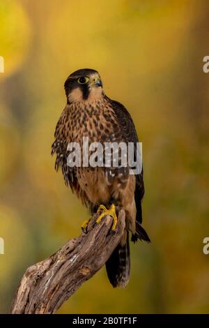 Faucon Aplado (Falco Femoralis) Banque D'Images