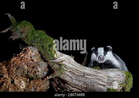 Badger escalade sur une connexion en Ecosse. Banque D'Images