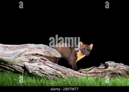 Marten de pin sur un bois tombé. Banque D'Images