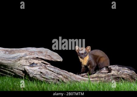 Marten de pin sur un bois tombé. Banque D'Images