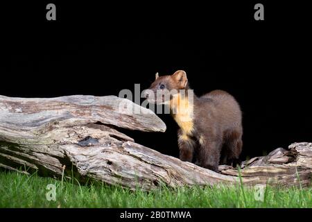 Marten de pin sur un bois tombé. Banque D'Images