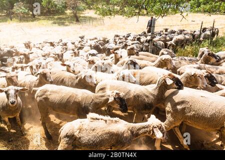 On entend parler de moutons qui partent paître menés par un berger Banque D'Images