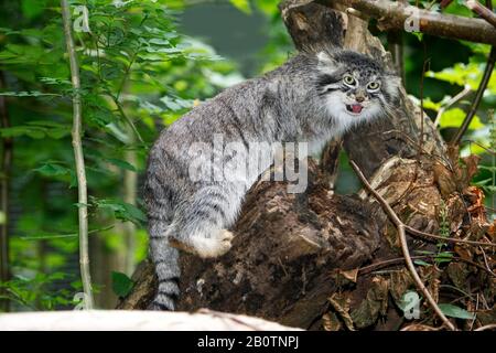 Manul ou Pallas's Cat, otocobus manul, Adulte debout sur la branche Banque D'Images