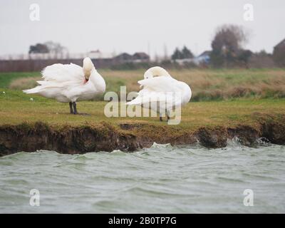 Sheerness, Kent, Royaume-Uni. 21 février 2020. Météo au Royaume-Uni : un après-midi gris, venteux, froid et couvert à Sheerness, Kent. Crédit: James Bell/Alay Live News Banque D'Images