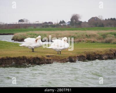 Sheerness, Kent, Royaume-Uni. 21 février 2020. Météo au Royaume-Uni : un après-midi gris, venteux, froid et couvert à Sheerness, Kent. Crédit: James Bell/Alay Live News Banque D'Images