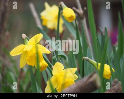 Sheerness, Kent, Royaume-Uni. 21 février 2020. Météo au Royaume-Uni : un après-midi gris, venteux, froid et couvert à Sheerness, Kent. Les jonquilles commencent à fleurir. Crédit: James Bell/Alay Live News Banque D'Images