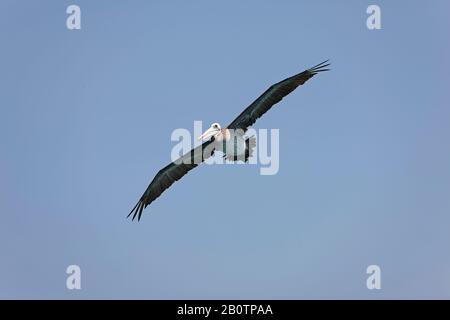 Pelican pelecanus thagus péruvienne,, en vol, à l'île de Ballestas Réserve Paracas au Pérou Banque D'Images