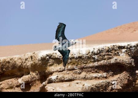 Pelican pelecanus thagus péruvienne,, en vol, à l'île de Ballestas Réserve Paracas au Pérou Banque D'Images