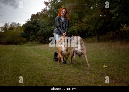 Belle jeune femme dans une veste en cuir et des bottes résistantes se promener avec deux American Staffordshire de pit-bulls en stricte colliers. Femme forte n'est Banque D'Images