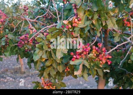 Arbre de Pistacia vera avec fruits à mûrir Banque D'Images