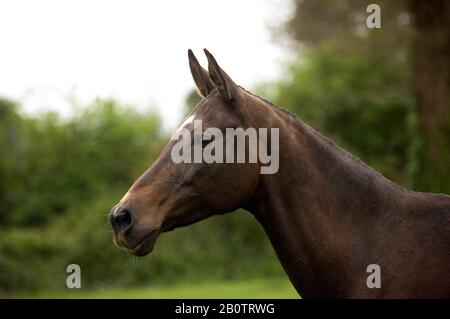 Akhal Téké, race du Turkménistan, Mare Banque D'Images