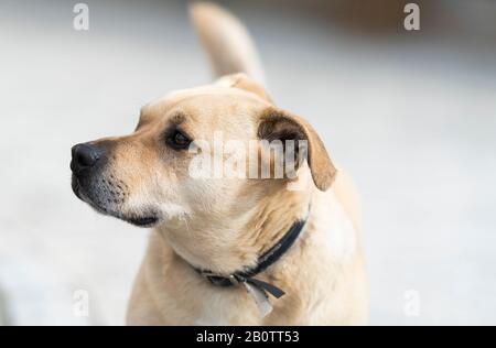 Gros portrait de la jolie race mixte de chien jaune. Banque D'Images