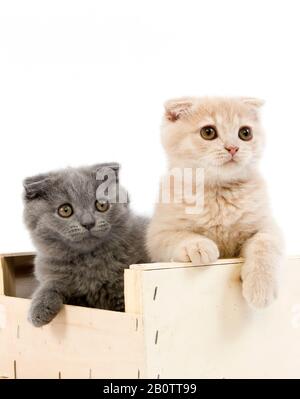 Scottish Fold bleue crème chat domestique, Scottish Fold, British Shorthair et Tortoise-Shell Noir British Shorthair Noir, 2 mois chatons Banque D'Images