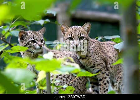 Le chat de Geoffroy, oncifelis geoffroyi Banque D'Images