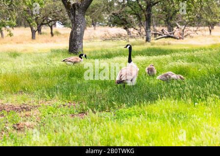 Une famille d'oies avec des oisons qui se rendent au lac, se nourrissant et se dandinant à travers l'herbe verte luxuriante. Banque D'Images