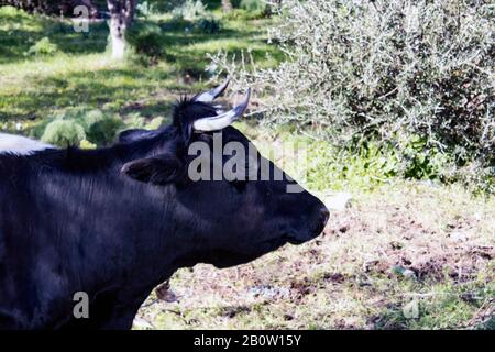Tête et épaules d'une vache à lait, vue de côté, dans un pré, en regardant loin de la lentille. Banque D'Images