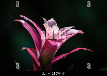 belle fleur tropicale rose sur un fond sombre. belle lumière spectaculaire d'en haut Banque D'Images