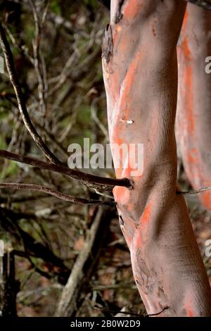 Arbutus andrachne, arbre de fraise grec, photographié en hiver, arbre vert à feuilles larges et écorce lisse Banque D'Images