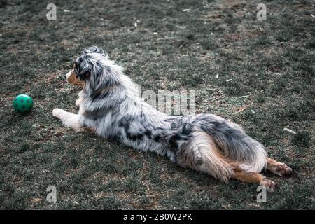 Chien austarlian berger allongé sur gras jouant avec le ballon 3 Banque D'Images