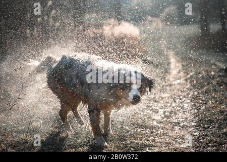 Les gouttes d'eau de berger austarlien de chien partout mouillés Banque D'Images