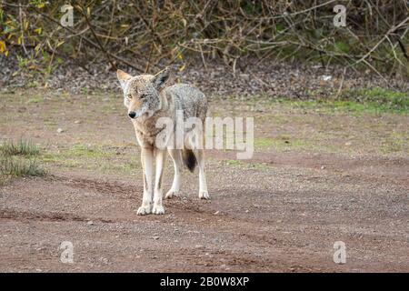 Un coyote sauvage émerge de la sous-croissance à la recherche d'une main-out, curieux touristes regarder attentivement. Banque D'Images