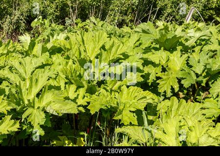 De grandes feuilles vertes d'hogweed, de la plante de pajnip de vache en été, Heracleum sososnowskyi Banque D'Images