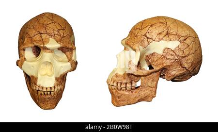 Crâne d'Homo sapiens Skhul 5 Banque D'Images