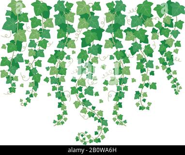 Givy verte bancale. Feuilles de plantes pendantes du dessus. Feuilles isolées sur l'illustration d'arrière-plan vectorielle de mur blanc de jardin Illustration de Vecteur