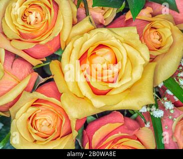 Gros plan au-dessus du jaune avec le cadre de remplissage de roses rouges Banque D'Images