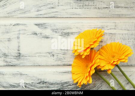 Jaune Gerbera fleur sur fond blanc peint en bois. Espace pour le texte. Motif fleurs. Magnifique arrière-plan botanique. Banque D'Images