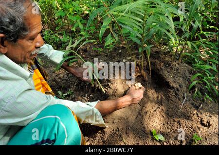 Sri Lanka, province d'Uva, Dombagahawela, Madara, cultivateur qui récolte du gingembre Banque D'Images