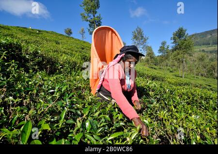 Sri Lanka, Nuwara Eliya, plantation de thé, tamoul pplucking des feuilles de thé Banque D'Images