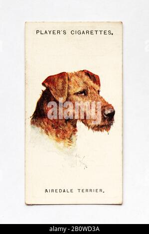 La carte à cigarettes du joueur dans la série Dogs montre Airedale Terrier. Publié En 1929. Banque D'Images