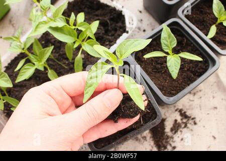 les plantules de poivre de plantes d'agriculteur plongées au printemps Banque D'Images