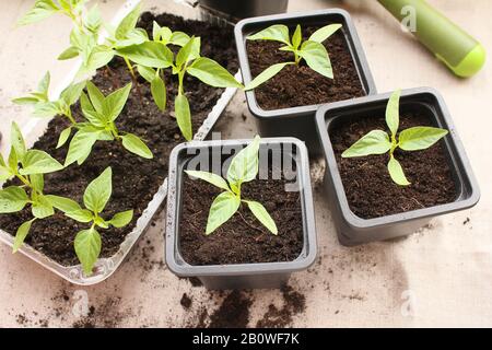 les plantules de poivre de plantes d'agriculteur plongées au printemps Banque D'Images