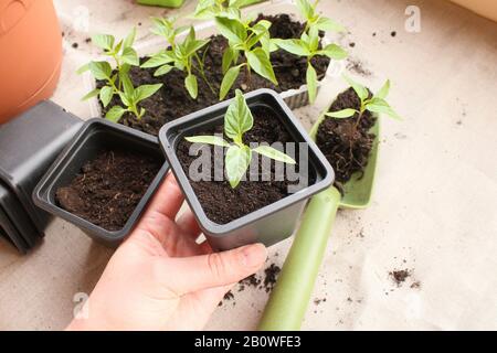 les plantules de poivre de plantes d'agriculteur plongées au printemps Banque D'Images