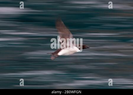 guillemot de Brünnich (Uria lomvia) survolant l'eau de mer, Svalbard / Spitsbergen, Norvège Banque D'Images