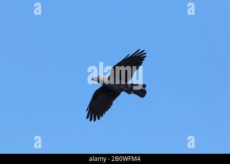 La vacace occidentale / la vacace européenne (Corvus monedula / Coloeus monedula) en vol contre le ciel bleu Banque D'Images