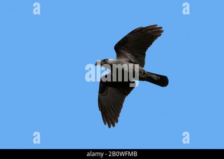 La vacation occidentale / la vacation européenne (Corvus monedula / Coloeus monedula) avec du matériel de nidification dans le bec volant contre le ciel bleu au printemps Banque D'Images